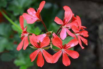 Red geranium