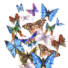 Watercolor butterflies on a white background, greeting card