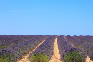 Fototapeta na wymiar Lavendel Feld Frankreich - Provence