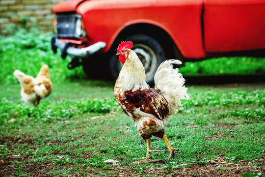 Image of rural brown and white color cock walking on green grass