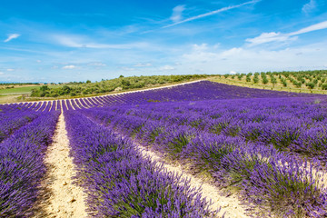 Naklejka na ściany i meble Blossoming lavender fields in Provence, France.