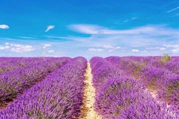 Blossoming lavender fields in Provence, France.