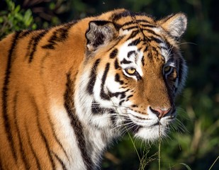 Fototapeta na wymiar Tiger Wild Cat