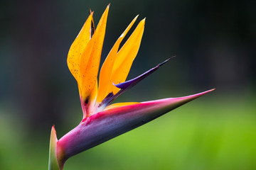 Fototapeta na wymiar Strelitzia flower