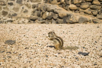 Chipmunk 