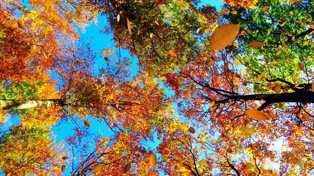 Falling leaves in autumn forest