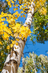 Birch trees with yellow leaves in autumn forest
