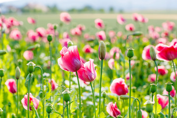 Obraz na płótnie Canvas Pink blooming poppy, huge field of blossoming flowers