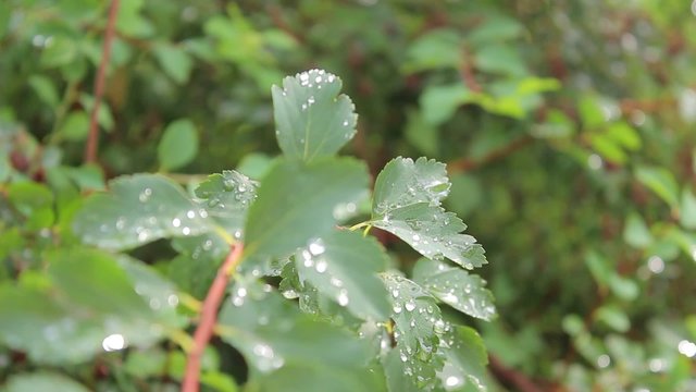 Rain on leaves