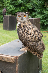 owl is standing on a wooden box