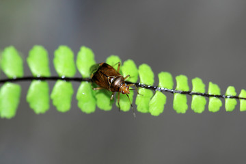 Deraeocoris flavilinea insect