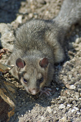 Dormouse - wood forest denizen .