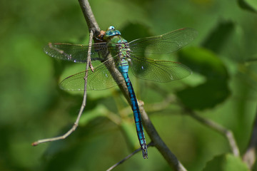 Blue dragonfly   on a twig and eats caught cicada.