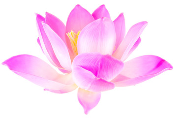 fleur de lotus rose sur fond blanc