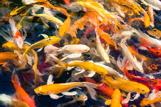 Crowd of Koi fish in pond,colorful natural background,Koi is sym