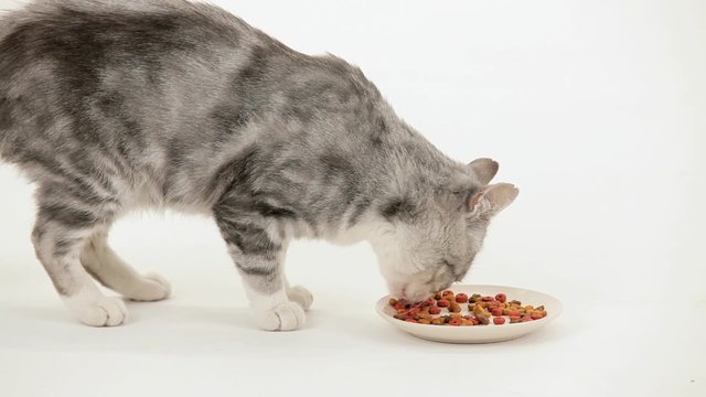 Cat Begins To Eat