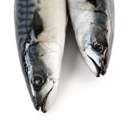 Two mackrel fishes