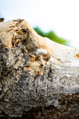 Cluster of tiny mushrooms growing