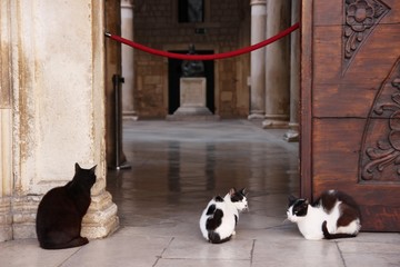 Three cats on the street