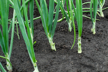 Fresh shoots of green onions in the garden