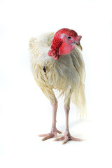Turkey