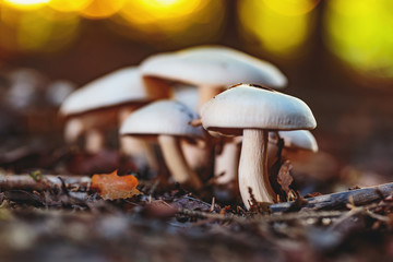 Wild Forrest Mushroom