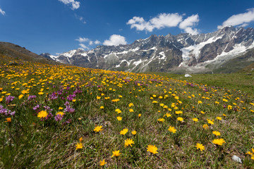 Alpine meadow