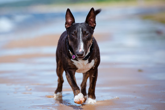 english bull terrier dog walking on the beach