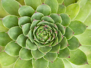 Fototapeta premium closeup green sempervivum for background