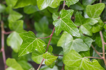 Efeu / Immergrün / Araliaceae / Makro