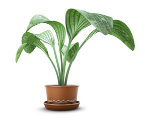 Room flower in a pot on a white background