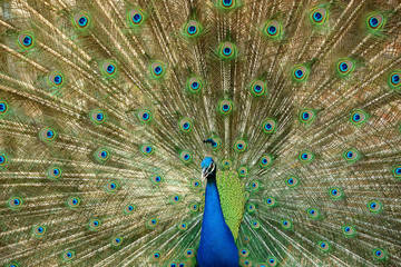 Naklejka premium beautiful peacock with feathers out