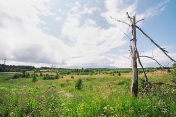 Obraz premium Summer forest