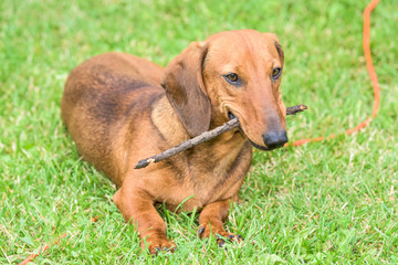 dachshund dog