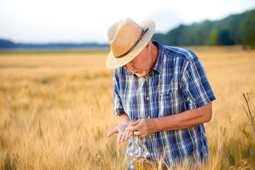 Mature farmer with straw hat checks wheat grain