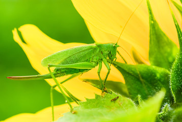 grasshoppers green