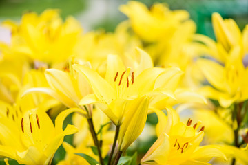 Obraz premium lily