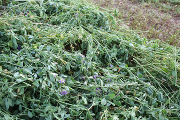 erba medica falciata su campo