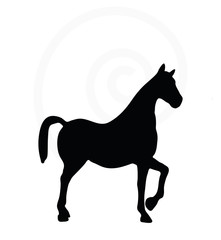 horse silhouette isolated on white