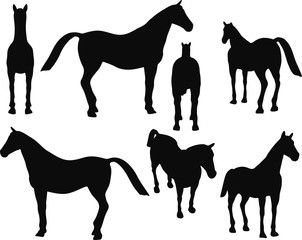 horse silhouette isolated on white