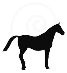 horse silhouette isolated on white