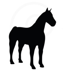 horse silhouette isolated on white