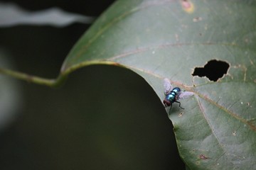 Blue housefly posed on a flaw leaf in Indonesia.