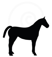 horse silhouette isolated on white