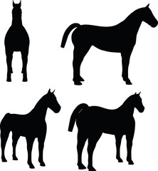 horse silhouette isolated on white