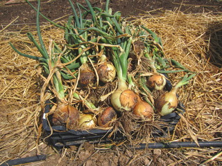 crate of onions in field with drip irrigation