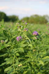 campo di erba medica in fiore