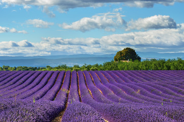 Fototapeta na wymiar Provence, France
