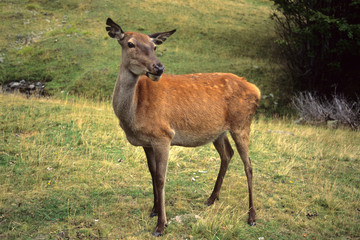 cervo mammifero selvatico