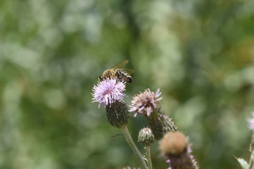 ape api ape su fiore insetto insetti miele